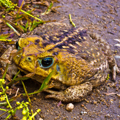 Big Fat Toad