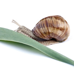 snail crawls on a green leaf on a white background