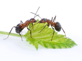 two ants and fresh green leaf