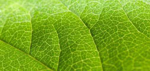 green leaf macro texture