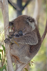 koala bear sleeping on a tree