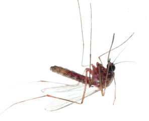 mosquito