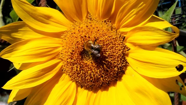 Sonnenblume Biene