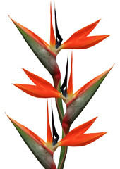 bird of paradise flowers