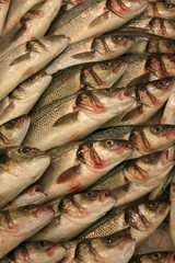 Obraz premium fish