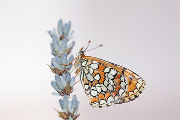 Mariposa en flor de lavanda, hamearis lucina