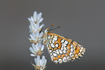 Mariposa en flor de lavanda, hamearis lucina