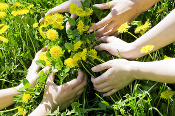 Hands embracing dandelions in the field in a summer time