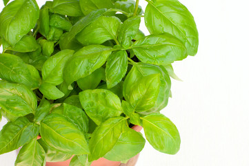 Fresh Basil