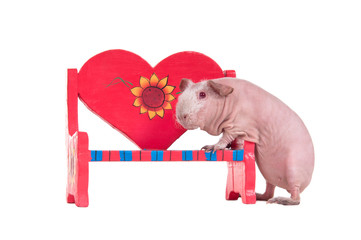 Love affair - guinea pig sitting on red heart shaped bench