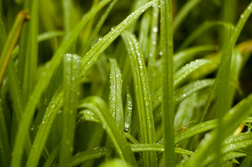 Fototapeta na wymiar blades of green grass