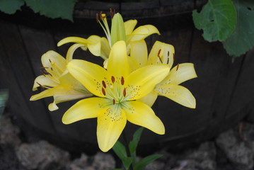 Obraz premium flower lily