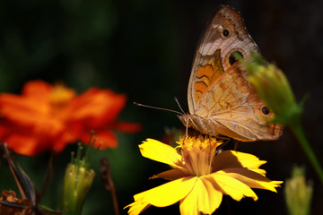 Close up shot of a beautiful butterfly on flowers