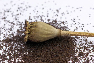 Mohnkapsel
