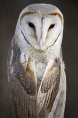 Close up of a Barn Owl.