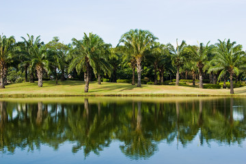 Fototapeta na wymiar palm trees in the park on country side