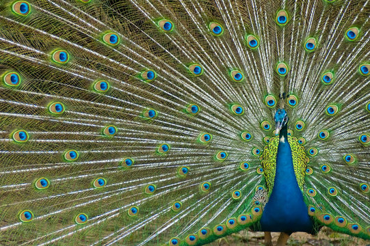 Fototapeta thai peacock