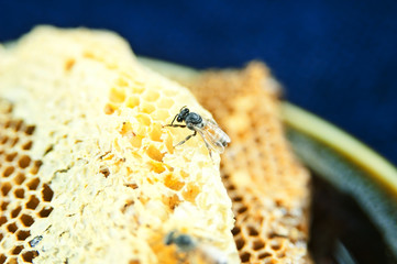 working bees on honeycells.