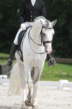 dressage chevaux