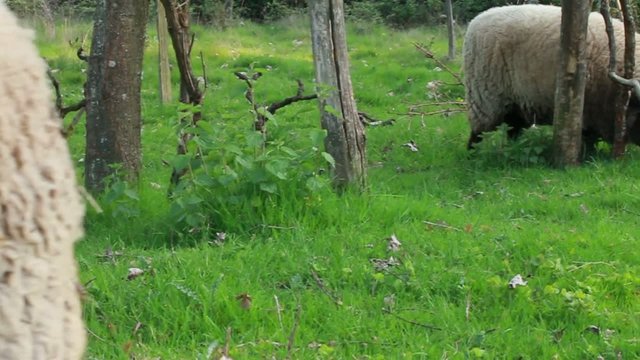 Moutons &agrave; t&ecirc;te noire