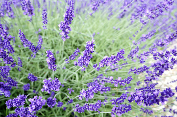 Fototapeta premium Blooming lavender