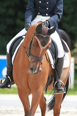 dressage chevaux