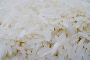 indica　rice