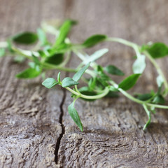 Thyme