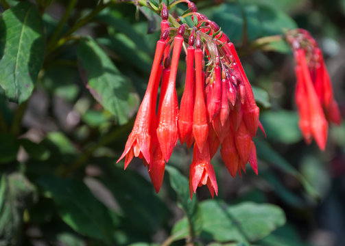 Closeup of the red flowering Fuchsia 'Coralle'