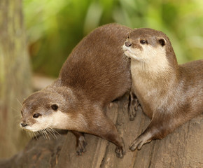A pair of European Otters