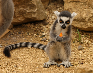 Naklejka na ściany i meble Młoda Pierścień lemur jedzenia marchewki