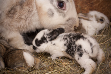 rabbits family