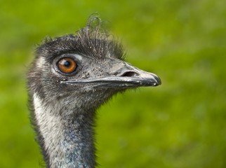 emu © Grafvision