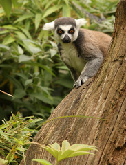 A Ring Tailed Lemur peeping from behind a tree stump