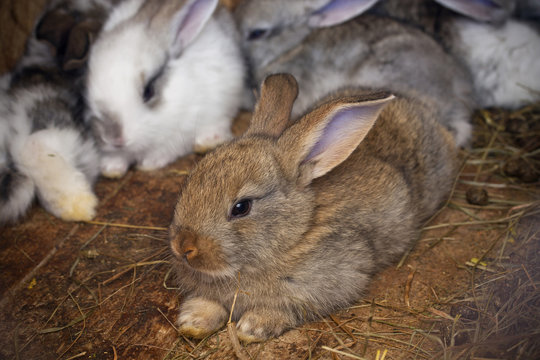 rabbits family
