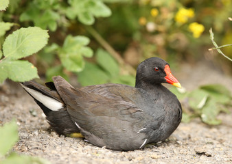 Portrait of a Moorhen
