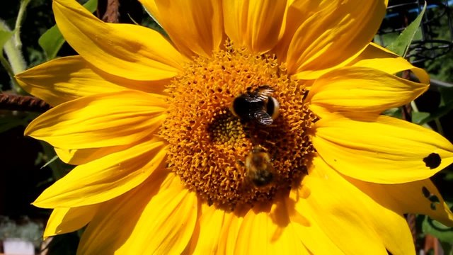 Sonnenblume Hummel