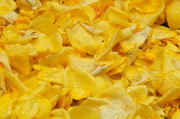 fondo amarillo de pétalos de rosa