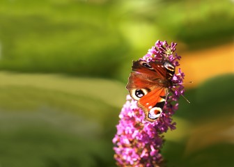A peacock butterfly on lilac flower