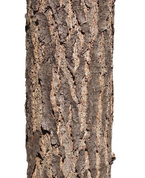 tree bark texture  isolated on white background