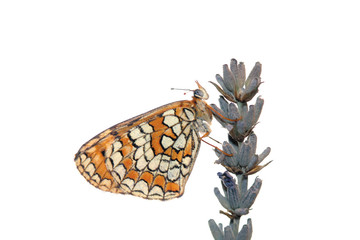 Mariposa en flor de lavanda, hamearis lucina