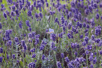 Obraz premium Blue Butterfly Admist the Lavender