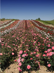 champ de rosiers