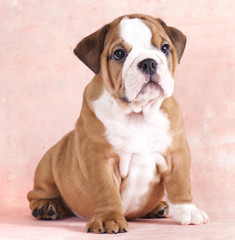 english Bulldog puppy