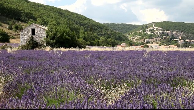 Lavandas