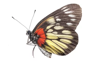 Fotobehang Vlinder butterfly side view