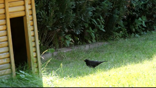 Amsel