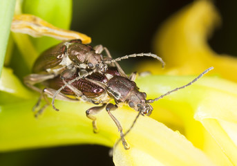 Mating reed beetles donacia aquatica