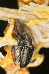 Mating reed beetles donacia aquatica