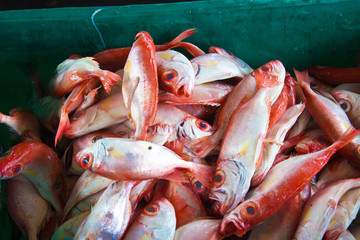 red bigeye on red background